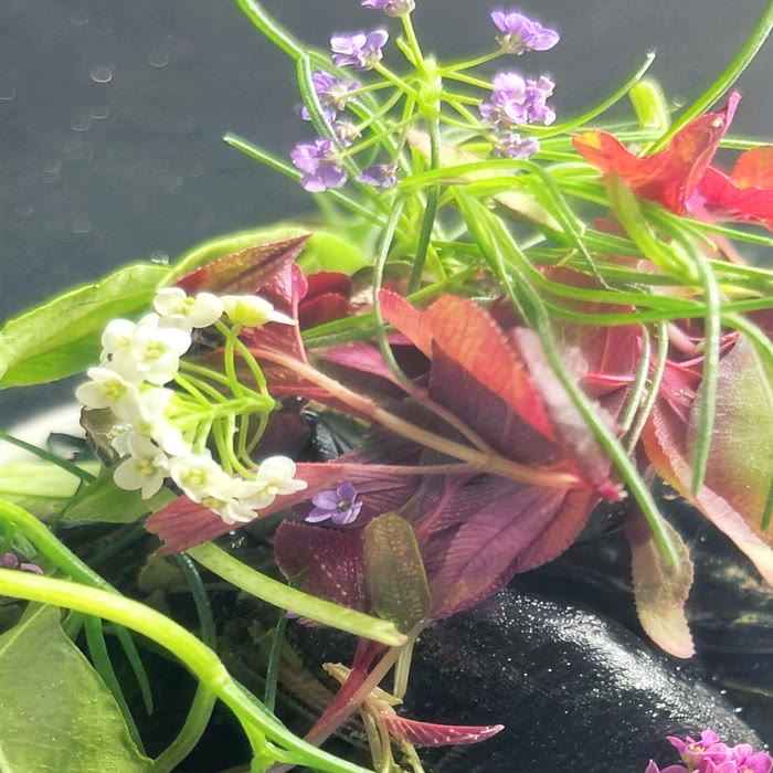 Edible flowers and micro herbs crowning the mussels
